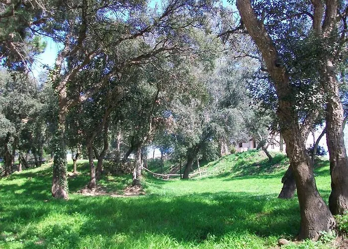 Oyo Goya